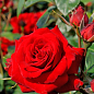 Троянда чайно-гібридна "Лавлі Ред" (саджанець класу АА+) вищий сорт  купить