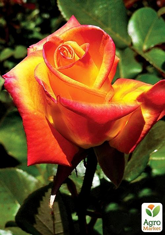 Роза чайно-гибридная "Моника" (саженец класса АА+) высший сорт - фото 3