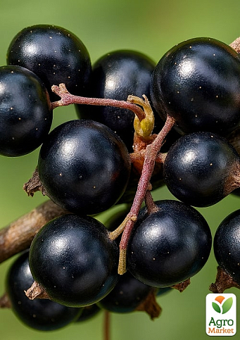 Смородина чёрная "Глаз Дракона" (ранний срок созревания, крупноплодный сорт)