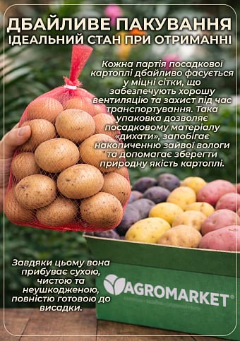 Картопля "Дівень" насіннєва (еліта) 1кг - фото 3