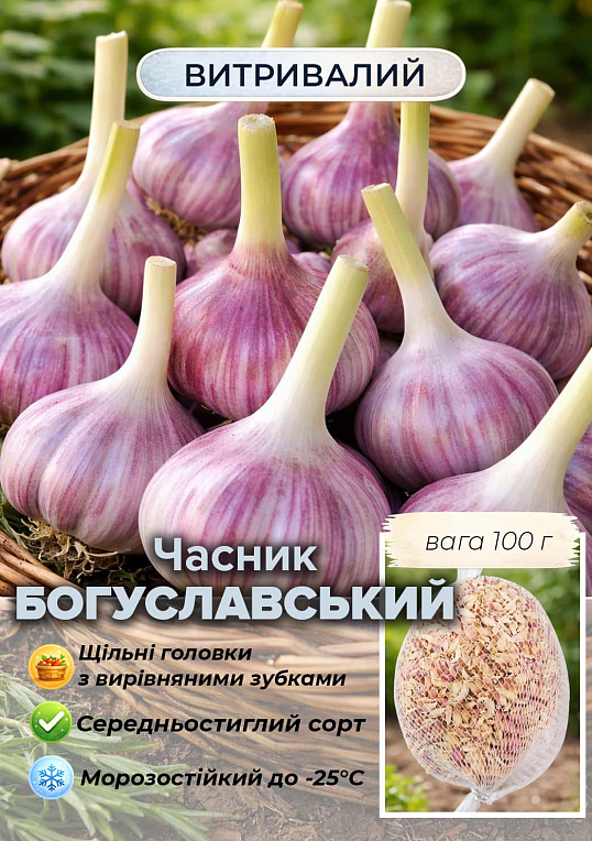 Эксклюзив! Чеснок посадочный (воздушные семена) "Богуславский" 100г