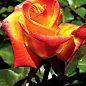 Роза чайно-гибридная "Моника" (саженец класса АА+) высший сорт цена