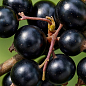 Смородина чёрная "Глаз Дракона" (ранний срок созревания, крупноплодный сорт)