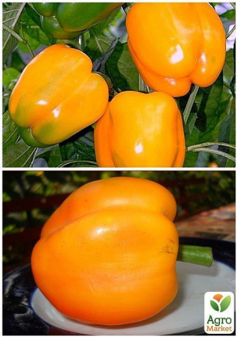 На вагу Перець "Помаранчеве диво" ТМ "Весна" ціна за 1г - фото 2