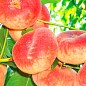 Инжирный персик "Инжирный ранний" (летний сорт, ранний срок созревания) купить