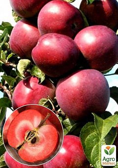 Яблоня колоновидная красномясая "Redmin" (декоративный сорт, высокие вкусовые качества плодов, средний срок созревания)1