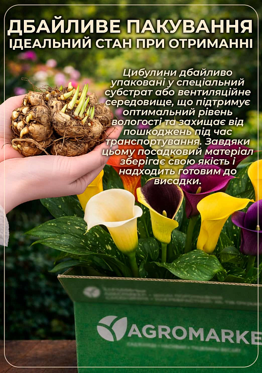 Калла "Gold Medal" - фото 4