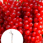 LMTD Смородина на штамбе "Red ball" вазон С2
