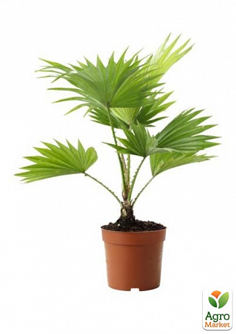 LMTD Пальма "Livistona Rotundifolia" висота 35-45см - фото 2