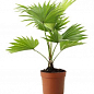LMTD Пальма "Livistona Rotundifolia" высота 35-45см купить