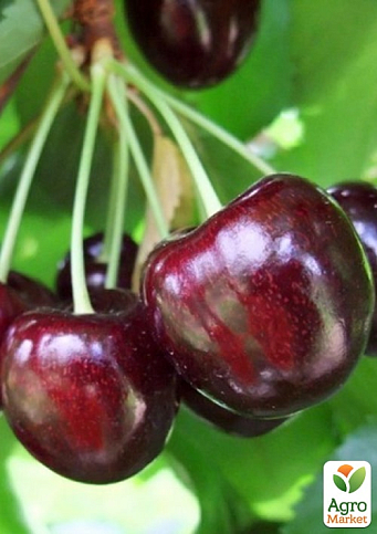 Черешня "Світ Валентайн" (літній сорт, пізній термін дозрівання)