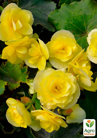 Бегонія квітуча "Yellow" - фото 3
