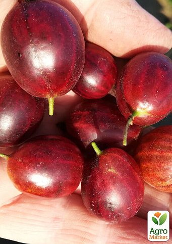 LMTD Крыжовник "Captivator" (сортовой, укорененный) высота 50-70см - фото 4