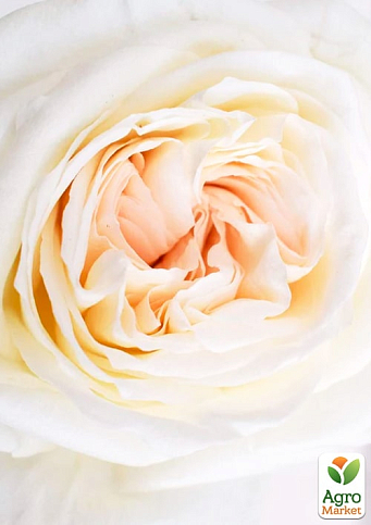 Роза кустовая "Вайт Охара" (саженец класса АА+) высший сорт - фото 4