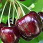 Черешня "Світ Валентайн" (літній сорт, пізній термін дозрівання)