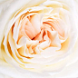 Троянда кущова "Вайт Охара" (саджанець класу АА+) вищий сорт