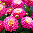 Жоржина "Melody Pink Allegro" купить
