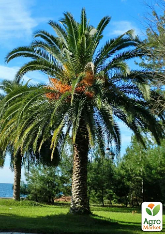 Пальма "Phoenix roebelenii" (тропическое, очень декоративное растение)