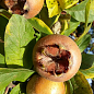 Мушмула 2х-летняя "Германская" (Mespilus germanica)