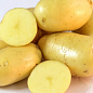 Картопля "Челенджер" насіннєва пізня (1 репродукція) 1кг