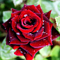 Троянда чайно-гібридна "Блек Баккара" (саджанець класу АА +) вищий сорт