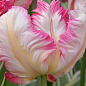 Тюльпан "Weber`s Parrot Pink" (розмір 11/12, великий) 3шт в упаковці