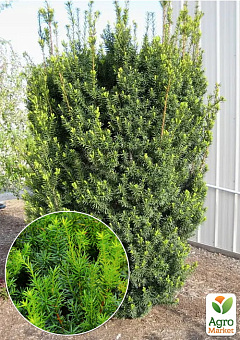 Тис средний "Hicksii" (ком/сетка) высота 100-120см9