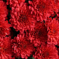 Хризантема Садовая "Aduro Red" (горшок ф12 высота 20-30см) купить