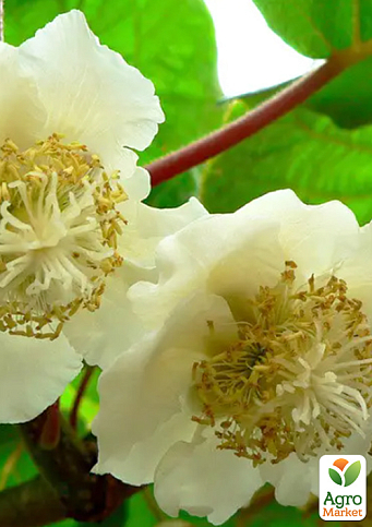 Ківі чоловічий запилювач "Вождь" (Один саджанець запилює до 5-6 рослин!)