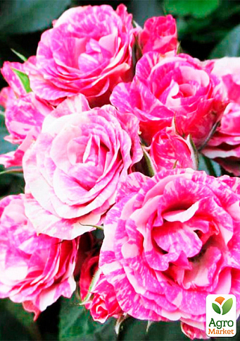 Троянда в контейнері дрібноквіткова "Flash Pink" (саджанець класу АА+) - фото 2