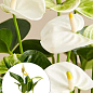 Антуриум (Anthurium) "Oshiro White"