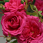 Роза плетистая "Laguna"  (саженец класса АА+) высший сорт цена