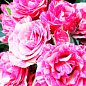 Троянда в контейнері дрібноквіткова "Flash Pink" (саджанець класу АА+) купить