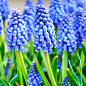 Мускари "Armeniacum" укоренённые