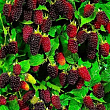 Малиново-ожиновий гібрид "Бойсенберрі" (Boysenberry) (ремонтантний сорт, один з кращих гібридів)