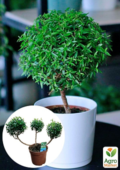 LMTD Мирт вечнозеленый на штамбе 3-х летний "Myrtus Pon-Pon" (30-40см)1