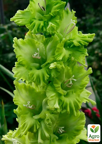 Гладіолус "Green Star" 3шт