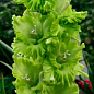 Гладіолус "Green Star" 3шт