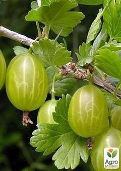Крыжовник "Снежана" (поздний срок созревания)7