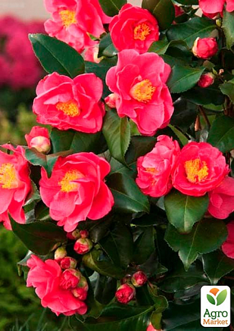 LMTD Камелия цветущая японская 2-х летняя "Dr King" (высота 45-55см) - фото 7