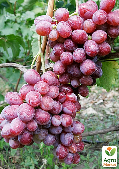 Виноград «Фаетон» (соковита, щільна м'якоть, велика гроздь 800-1200 гр)2