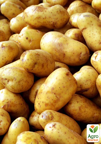 картофель "Таурас" семенной ранний (на варку, 1 репродукция) 1кг - фото 2
