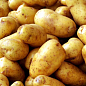 Насіннєвий рання картопля "Таурас" (на варіння, 1 репродукція) 1кг купить