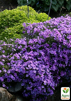 Флокс шиловидный "Purple Beauty" (цветущий ковер)1