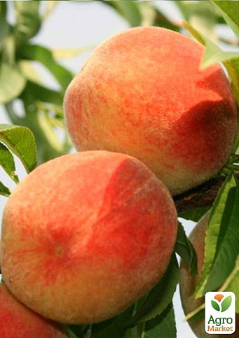 Персик "Инка" (летний сорт, поздний срок созревания) - фото 4
