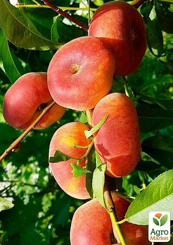 Эксклюзив! Инжирный персик с красным румянцем "Маршмеллоу" (Marshmallow) (премиальный урожайный сорт, ранний срок созревания)