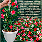 Дипладения (Mandevilla) "Veronika Pink" (цветущая лиана)