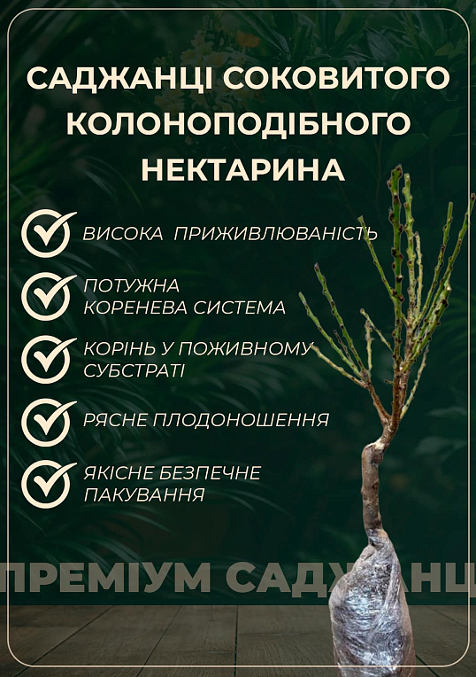 Нектарин Колоновидний Рубіс (Rubis) - фото 3
