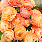 Лютики (Ранункулюс) "Orange 986" (розмір 5/6, великий) 5шт в упаковці купить