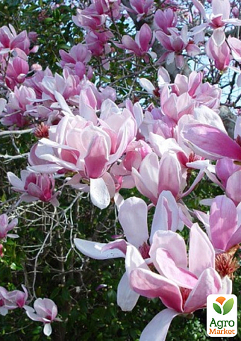 Магнолия Лебнера 4-х летняя "Leonard Messel" (высота 80-110см)